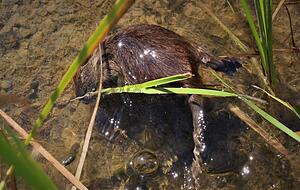 Eine junge Nutria nagt im seichten Wasser am Schilf. Foto: Sarah Utz Eine junge Nutria nagt im seichten Wasser am Schilf. Foto: Sarah Utz