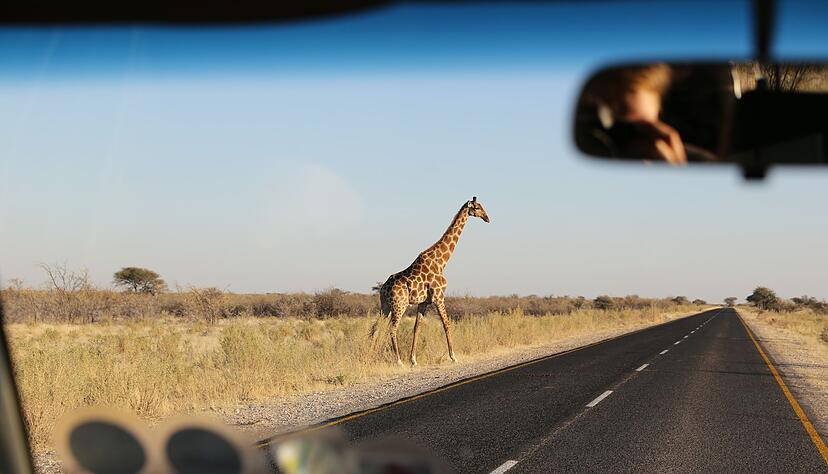 Paare auf der Suche nach Naturerlebnissen k&ouml;nnten zum Beispiel in Namibia auf Safari gehen.