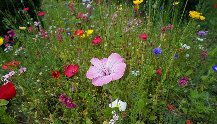 Auch wenn bei weitem nicht jede Blumenwiese so voller Blüten steht: Sie ist wertvoll für Lebewesen. (Archivbild) Auch wenn bei weitem nicht jede Blumenwiese so voller Blüten steht: Sie ist wertvoll für Lebewesen. (Archivbild)