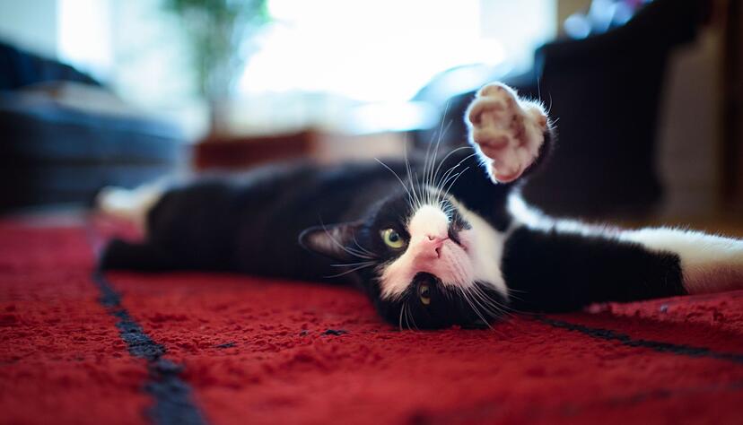Ein junger Kater streckt sich zwischendurch auch mal. (Archivbild)