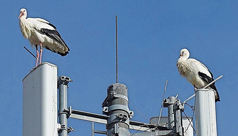 Als das Storchenpaar Anfang 2025 zu seinem Nistplatz zurückkehrte, war das Nest zerstört und der Funkmast geräumt.
Foto: Norwin Hilker