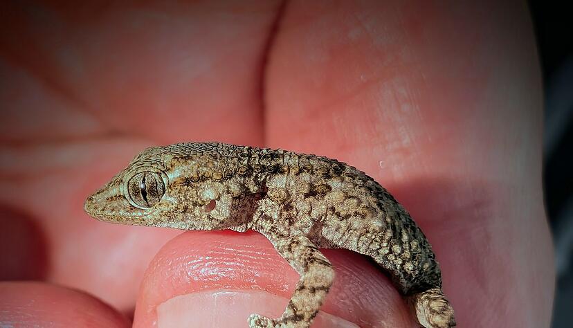 Diesen Gecko fand eine Frau aus Polen in einer Packung Rucola-Salat aus dem Supermarkt. Diesen Gecko fand eine Frau aus Polen in einer Packung Rucola-Salat aus dem Supermarkt.