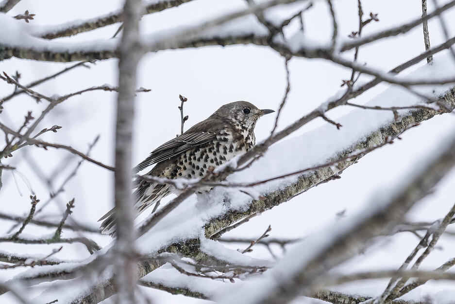 Ein Vogel hält sich in Linach (Schwarzwald-Baar-Kreis) auf einem verschneiten Baum fest. Ein Vogel hält sich in Linach (Schwarzwald-Baar-Kreis) auf einem verschneiten Baum fest.