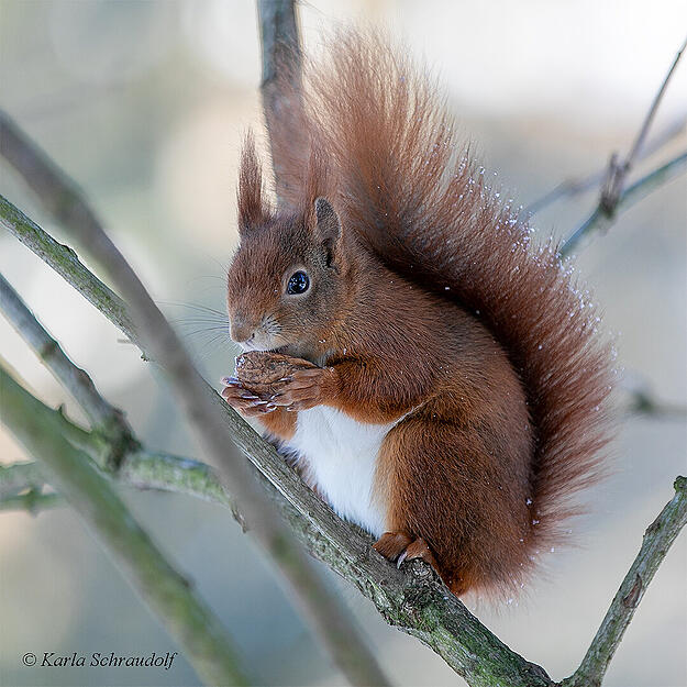 Inzwischen trifft sich eine kleine Gruppe von  Heimatreportern in wechselnder Besetzung immer wieder auf dem Heilbronner Hauptfriedhof, um auf H&ouml;rnchenpirsch oder -safari zu gehen.