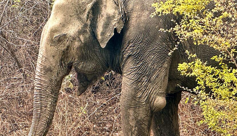 Viele Elefanten m&uuml;ssen in Thailand f&uuml;r die Tourismusindustrie arbeiten und tragen dort Verletzungen davon - wie hier einen Abszess, der in der Klinik regelm&auml;&szlig;ig behandelt wird.