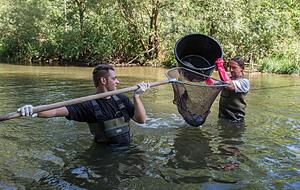 Mitglieder des Fischereivereins Künzelsau bergen Fische aus der Jagst. Foto: Mitglieder des Fischereivereins Künzelsau bergen Fische aus der Jagst. Foto: