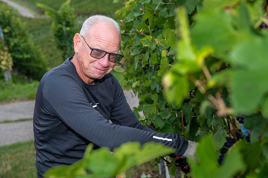 Zur Traubenernte sind viele Helfer in den Weinberg von Weingut Berthold gekommen.