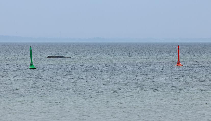 Gegen eine mögliche Tötung des Wals, um ihn von seinen Leiden zu erlösen, spricht laut Expertin einiges. Gegen eine mögliche Tötung des Wals, um ihn von seinen Leiden zu erlösen, spricht laut Expertin einiges.