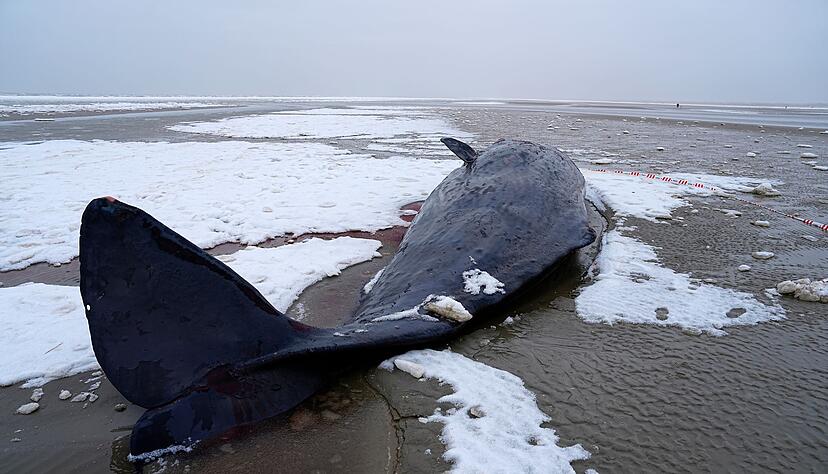 In D&auml;nemark sind mehrere Wale gestrandet.