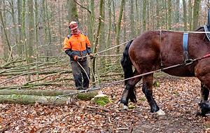 Mit vier Jahren ist das Tier f&uuml;rs R&uuml;cken arbeitsf&auml;hig. Die Pferde k&ouml;nnen bis zu einem Alter von 16 Jahren im Wald arbeiten.