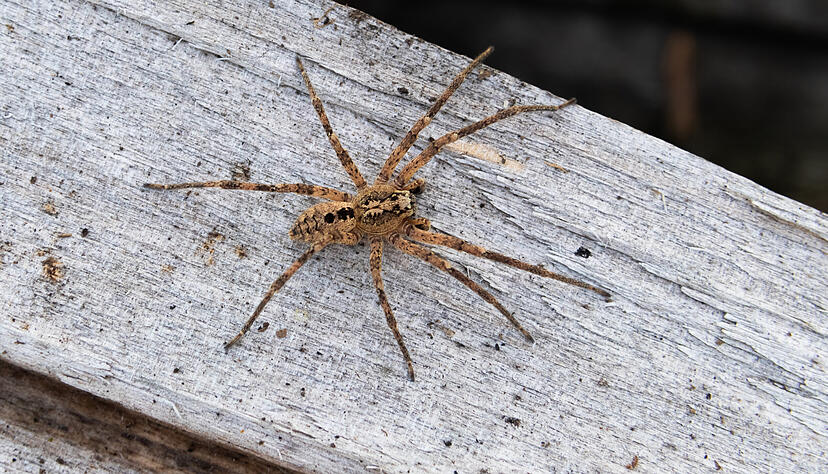 Obwohl die exotische Spinnenart eigentlich im Mittelmeerraum und in Nordafrika zu Hause sei, werde der nächtliche Jäger mit dem gruseligen Namen seit einigen Wochen auch im Südwesten zunehmend gemeldet.