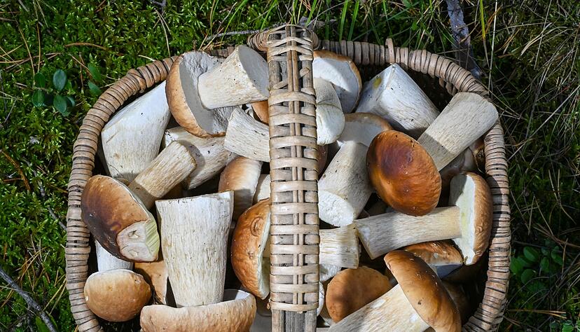 Manchmal hat man bei der Suche so viel Glück, dass mehr Pilze im Korb landen, als man mit einem Mal zubereiten kann. Dann kann man sie trocknen.