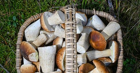 Manchmal hat man bei der Suche so viel Glück, dass mehr Pilze im Korb landen, als man mit einem Mal zubereiten kann. Dann kann man sie trocknen. Manchmal hat man bei der Suche so viel Glück, dass mehr Pilze im Korb landen, als man mit einem Mal zubereiten kann. Dann kann man sie trocknen.