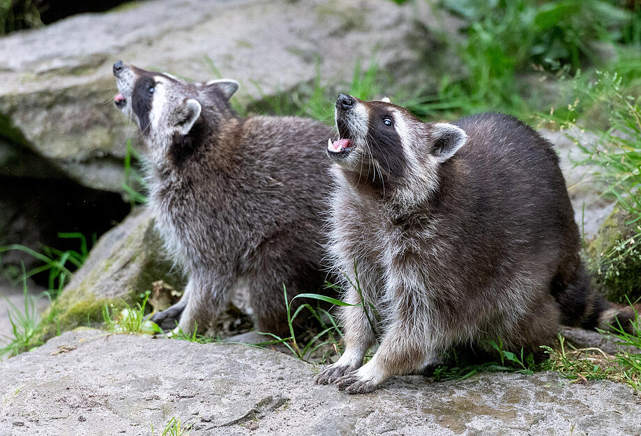 Stimme-Kindereporter zu Besuch im Wildparadies Tripsdrill