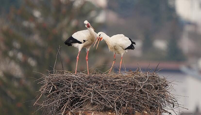 Die beiden St&ouml;rche haben den Weg vom Winterquartier zur&uuml;ck nach Kupferzell geschafft. Ob sie dieses Jahr hier endlich ihr Familiengl&uuml;ck finden werden?
Foto: Frank Lauter