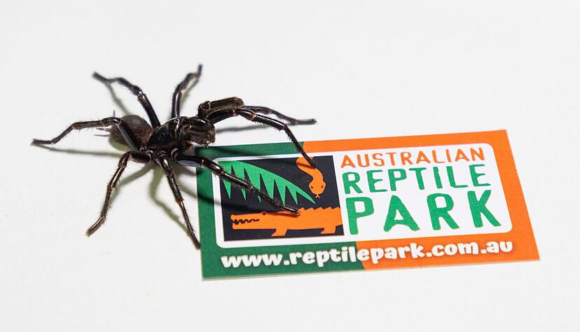 Im Australian Reptile Park werden die M&auml;nnchen zur Herstellung eines Gegengifts gemolken.