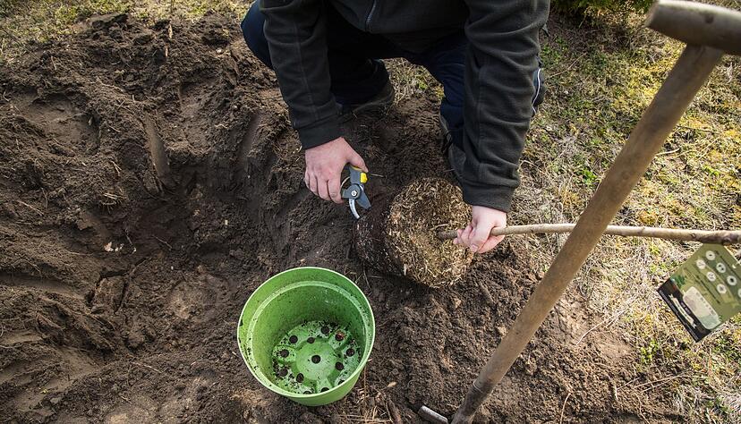 Der Start ins Baumleben: Pflanzloch ausheben, Hauptwurzeln abschneiden, Baum gerade einsetzen. Der Start ins Baumleben: Pflanzloch ausheben, Hauptwurzeln abschneiden, Baum gerade einsetzen.