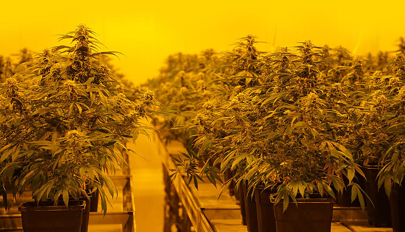 In einer legalen Zuchtanlage in der Schweiz werden THC-haltige Cannabis-Pflanzen aufgezogen. In einer legalen Zuchtanlage in der Schweiz werden THC-haltige Cannabis-Pflanzen aufgezogen.