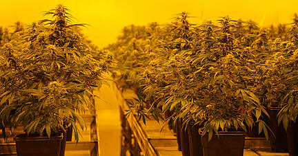 In einer legalen Zuchtanlage in der Schweiz werden THC- haltige Cannabis-Pflanzen aufgezogen.
Foto: dpa