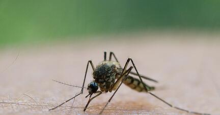 Vielerorts könnte es durch den verregneten Frühling mehr Stechmücken geben. Vielerorts könnte es durch den verregneten Frühling mehr Stechmücken geben.