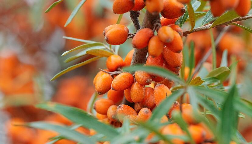 Dicht an dicht hängen Sanddornbeeren an Sträuchern entlang der Ostseeküste. Sie werden auch als Zitrone des Nordens bezeichnet und sind die Basis unter anderem für Säfte, Marmeladen und Liköre. Dicht an dicht hängen Sanddornbeeren an Sträuchern entlang der Ostseeküste. Sie werden auch als Zitrone des Nordens bezeichnet und sind die Basis unter anderem für Säfte, Marmeladen und Liköre.