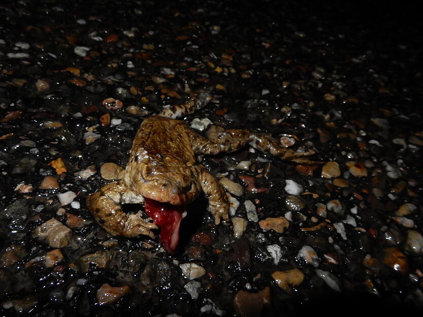 Eine Erdkr&ouml;te mit Barotrauma: Ein Auto hat durch seine Druckwelle zu inneren Verletzungen bei dem Tier gef&uuml;hrt.