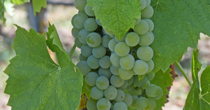 In einem Weinberg hängen Trauben der Rebsorte Muscaris. Diese pilzwiderstandsfähige Sorte (Piwi) ist eine Kreuzung aus den Rebsorten Solaris und Muskateller.