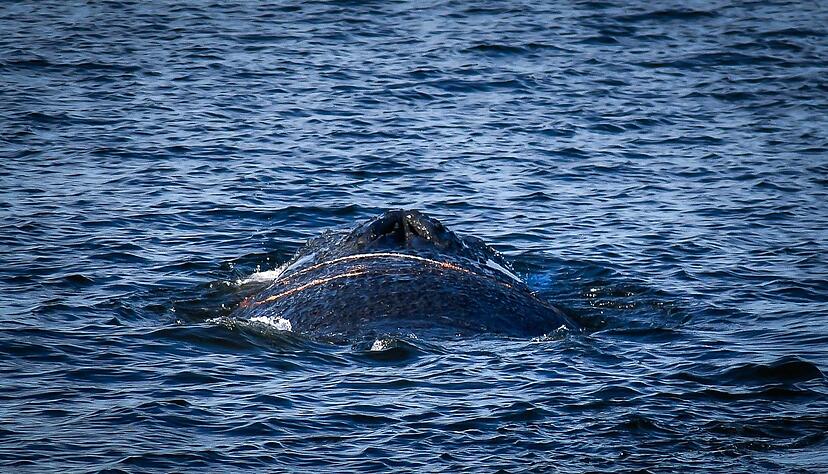 Der gestrandete Wal wurde das erste Mal Anfang des Monats im Wismarer Hafen gesichtet. (Archivbild)
