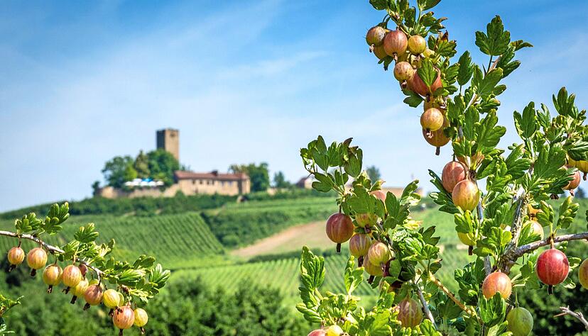 Einstiges Leserfoto des Monats: Die Ravensburg in Sulzfeld feiert in diesem Jahr 800. Geburtstag.
Foto: Archiv/Weigend Einstiges Leserfoto des Monats: Die Ravensburg in Sulzfeld feiert in diesem Jahr 800. Geburtstag.
Foto: Archiv/Weigend