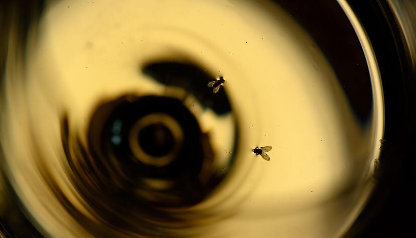 Es ist passiert: Fruchtfliegen schwimmen im Wein. Sind es Weibchen, ist das Getr&auml;nk nicht mehr genie&szlig;bar.