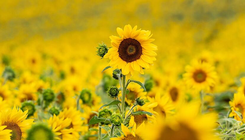 Bis zur Wochenmitte sind noch öfter dunkle Wolken am Himmel zu sehen - dann kehrt die Sonne zurück. (Symbolbild) Bis zur Wochenmitte sind noch öfter dunkle Wolken am Himmel zu sehen - dann kehrt die Sonne zurück. (Symbolbild)