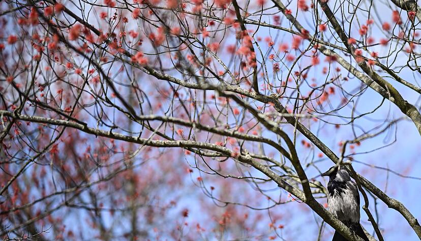 Damit es f&uuml;r die Vogelwelt ein gutes Fr&uuml;hjahr wird, ist es laut dem Experten wichtig, dass es nicht zu trocken wird. (Archivbild)