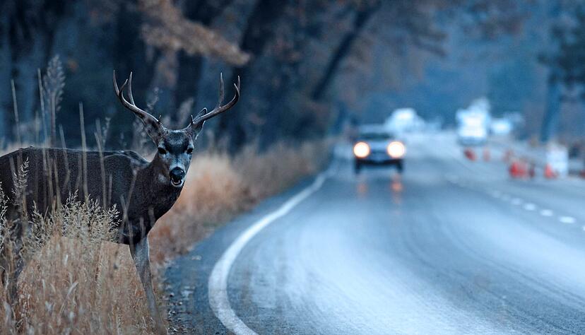 Stra&szlig;enabschnitte mit Wald oder Geb&uuml;sch sind f&uuml;r Wildunf&auml;lle besonders anf&auml;llig, da Autofahrer die Tiere oft erst sp&auml;t bemerken.