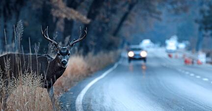 Stra&szlig;enabschnitte mit Wald oder Geb&uuml;sch sind f&uuml;r Wildunf&auml;lle besonders anf&auml;llig, da Autofahrer die Tiere oft erst sp&auml;t bemerken. 
Foto: Deutsche Tamoil GmbH