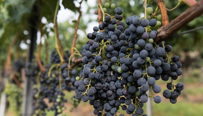 Die Merlot-Anbaufl&auml;che ist 2025 gegen den Trend gewachsen. (Symbolbild)