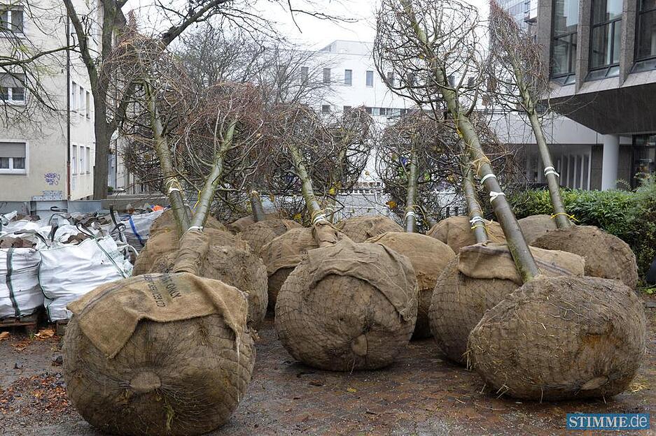 Baumpflanzaktion auf der Allee | 06.11.