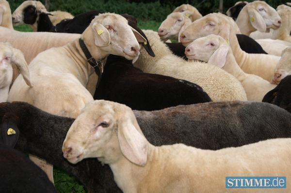 Schaftrieb in Ilsfeld