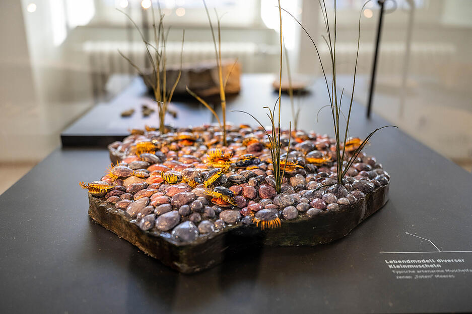 In den lichtdurchfluteten R&auml;umen im ersten Stock ist nun die Naturgeschichte untergebracht und begibt sich die Arch&auml;ologie auf Spurensuche.