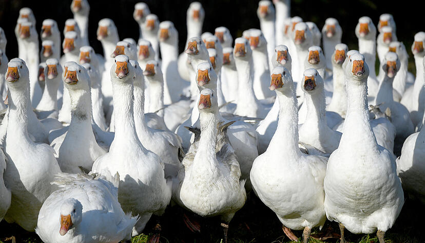 Gänse laufen über eine Wiese. Die Martinsgans kommt hauptsächlich in den sechs Wochen zwischen Sankt Martin und Weihnachten auf den Tisch. Gänse laufen über eine Wiese. Die Martinsgans kommt hauptsächlich in den sechs Wochen zwischen Sankt Martin und Weihnachten auf den Tisch.