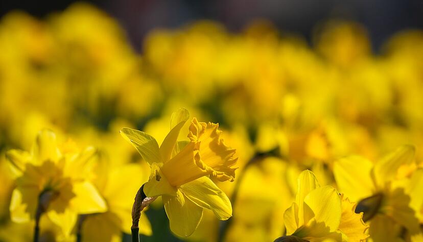 Ein Traum in Gelb: Narzissen geh&ouml;ren zu den ersten leuchtenden Boten des Fr&uuml;hlings.