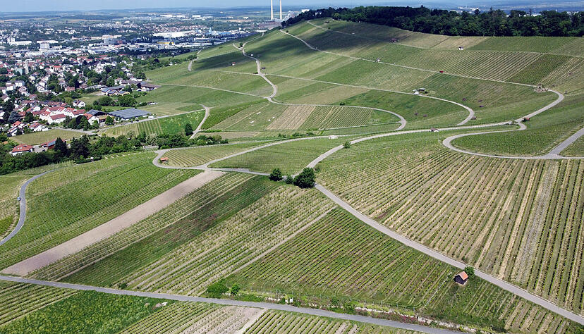 Nicht nur &uuml;ber dem Wartberg lastet ein Schatten: Weil sich der Weinbau kaum noch oder nicht mehr rentiert, werden vielerorts Weinberge aufgegeben.