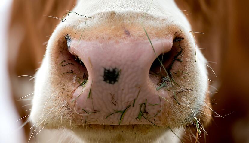 Nach einem neuen Beschluss des Verwaltungsgerichtshofs muss ein Landwirt aus Ellwangen die Erweiterung seines Rinderstalls neu planen. (Symbolbild)