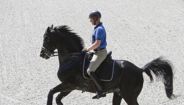 Totilas soll auf dem Anwesen der Familie Linsenhoff-Rath wohnen und trainiert werden. Totilas soll auf dem Anwesen der Familie Linsenhoff-Rath wohnen und trainiert werden.