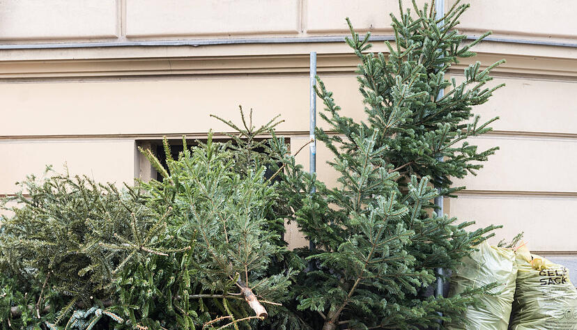 Am Samstag, den 11. Januar 2025, organisiert die Stadt Heilbronn eine flächendeckende Christbaumsammlung.
