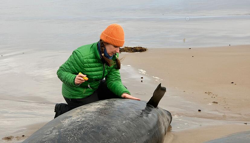 Helfer versuchten fieberhaft, den leidenden Tieren zu helfen.