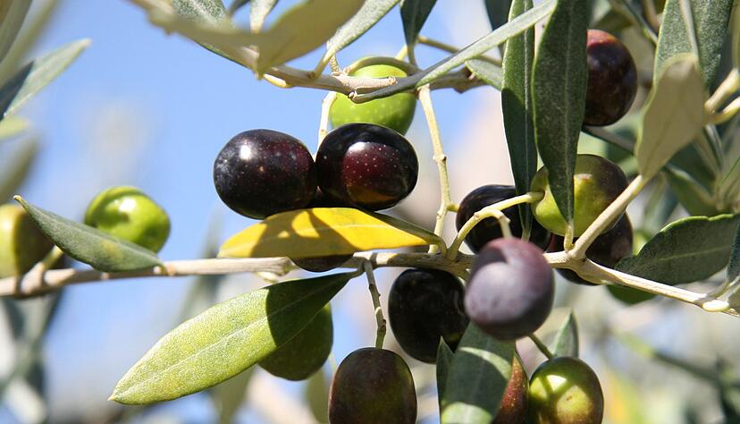 Oliven sind je nach Reifegrad grün bis schwarz. Weil die schwarzen Oliven als hochwertiger gelten, werden manchmal auch einfach grüne schwarz eingefärbt. Oliven sind je nach Reifegrad grün bis schwarz. Weil die schwarzen Oliven als hochwertiger gelten, werden manchmal auch einfach grüne schwarz eingefärbt.