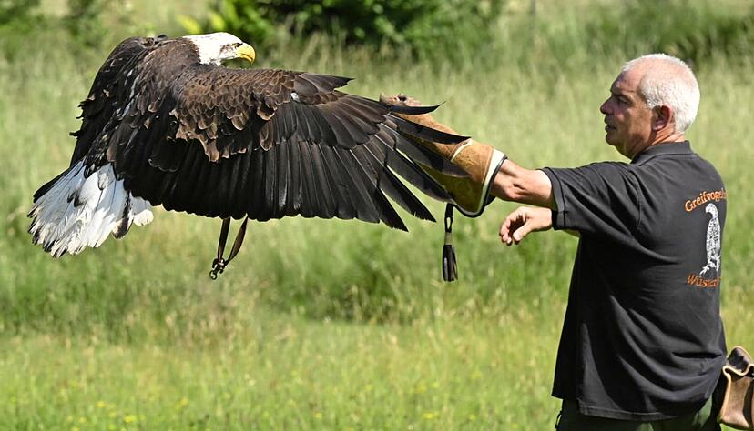 Falkner Jürgen Wiesinger bei einer Flugvorführung mit Weißkopfseeadler Hannes. Ein bis eineinhalb Kilogramm Fisch verschlingt das prächtige Tier pro Tag.
