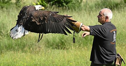 Falkner Jürgen Wiesinger bei einer Flugvorführung mit Weißkopfseeadler Hannes. Ein bis eineinhalb Kilogramm Fisch verschlingt das prächtige Tier pro Tag.
Foto: privat