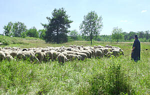 Die Schafe dienen der Pflege der Heidelandschaft. Die Schafe dienen der Pflege der Heidelandschaft.