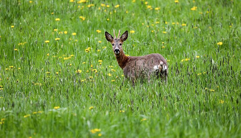 Ein Rehbock hat sich an die A6 verirrt. (Symbolbild)